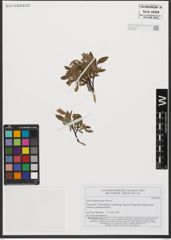 Foto von Salix waldsteiniana Willd.